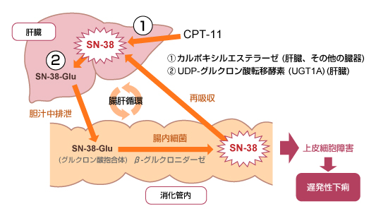 図1：CPT-11による遅発性下痢の発現機序