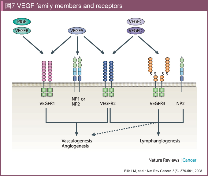 }7@VEGF family members and receptors