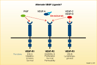 }13 Alternate VEGF Ligands